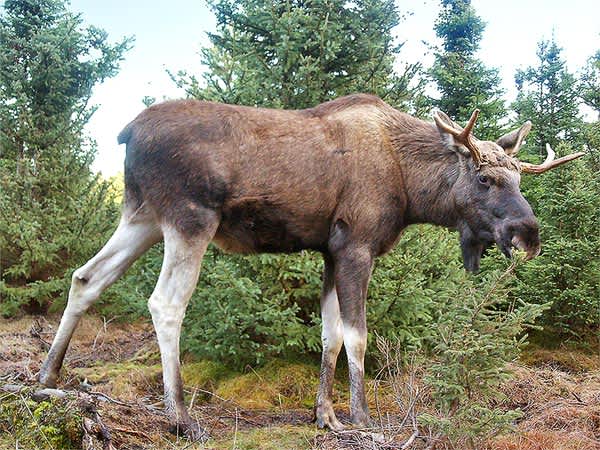 Several “Drunk” Moose Stop Swedish Man from Entering Home