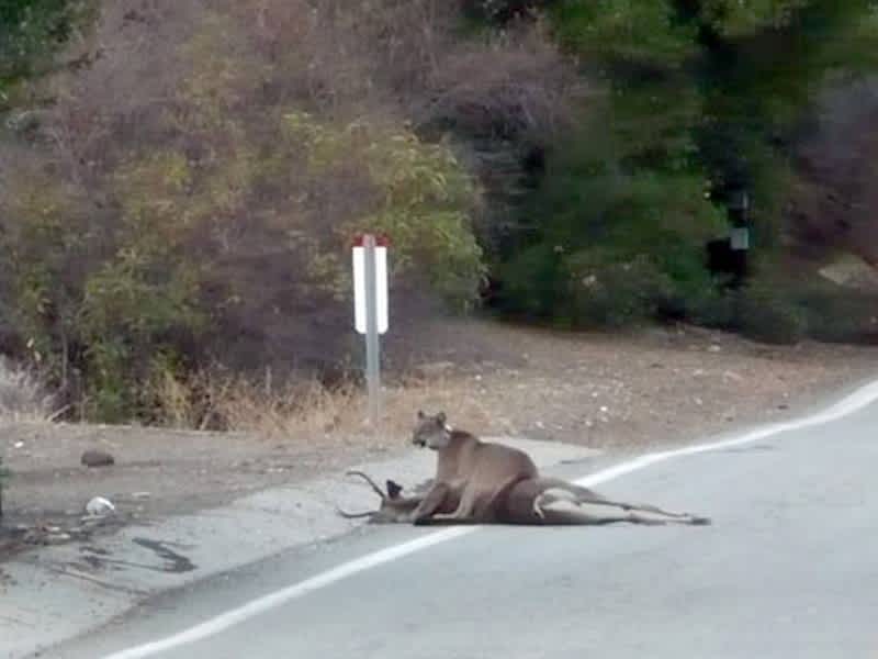Photo: Rare Shot of Mountain Lion Guarding Deer Kill