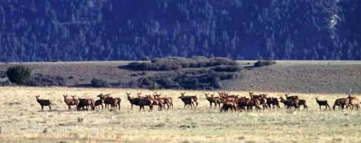 Herd of Elk Found Dead in New Mexico, Officials Investigating