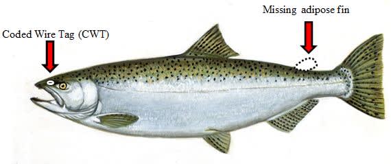Lake Michigan Anglers Asked to Aid Chinook and Lake Trout Research