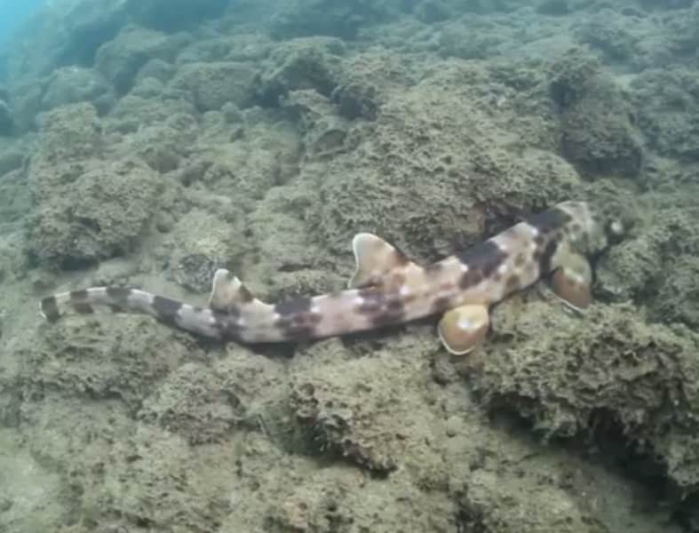 Video: New Species of “Walking” Shark Discovered