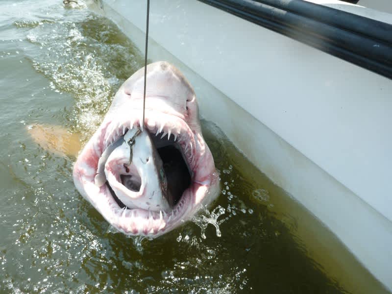 Shark Eats Smaller Shark on Tag Retrieval Mission