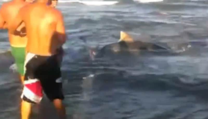 Texas Angler Reels in 11-foot Tiger Shark from Shore