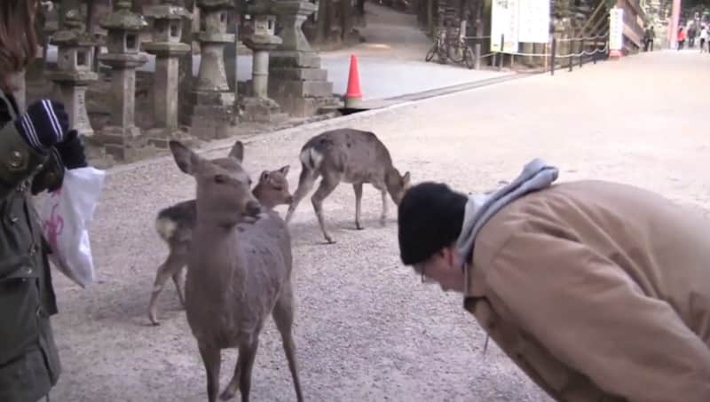 Video: The Bowing Sika Deer of Japan