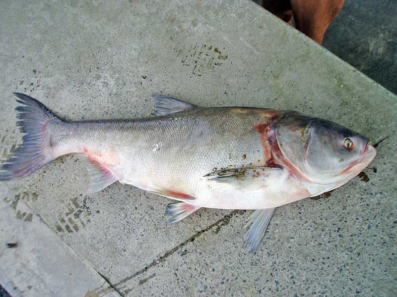 Asian Carp Fishery Dispatches First Shipment in Million-pound Order