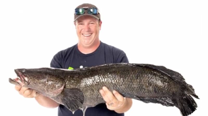 Snakehead World Record Confirmed