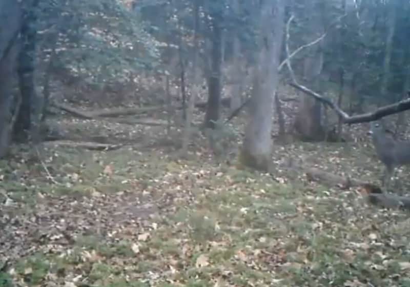 Video: Mysterious Predator Spooks Deer
