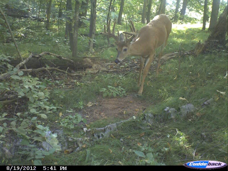 Hunting Small Properties for Whitetails
