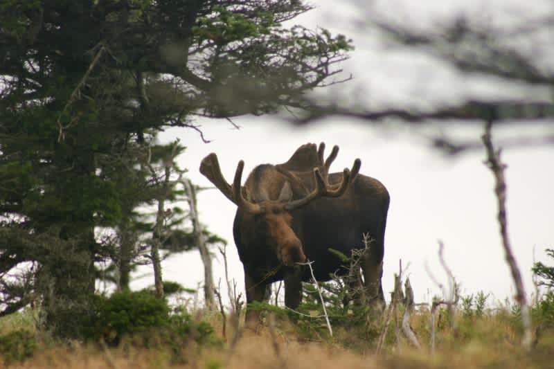Future of Moose in New Hampshire Uncertain