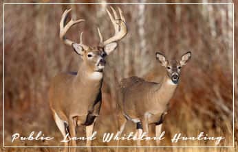 This Week on The Revolution: Public Land Whitetail Hunting