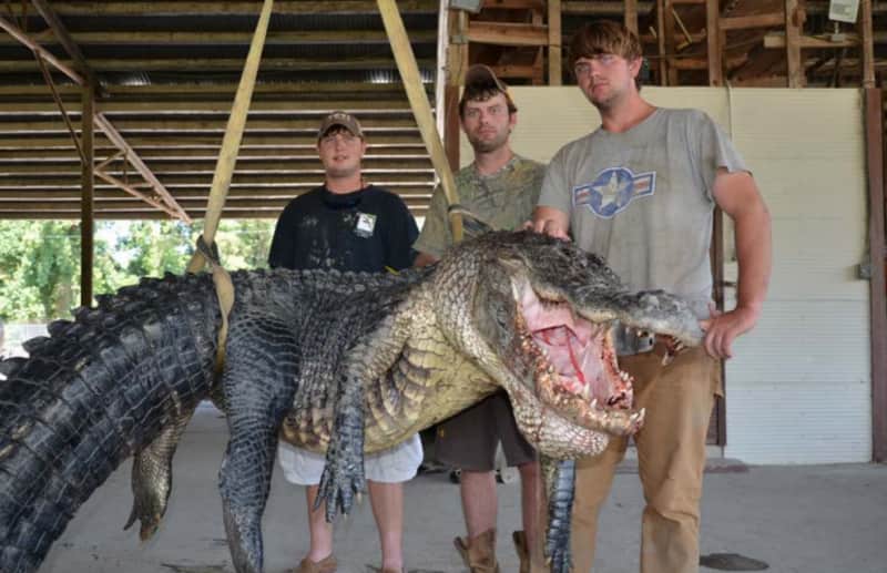 Mississippi Hunters Nab Two Record-breaking Alligators in Same Day