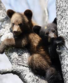 Family of Bears Take Up Residence in Boulder, Colorado