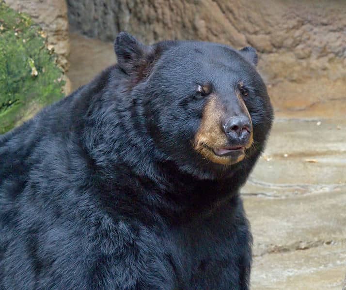Dachsund Dies Saving Men from 400-pound Black Bear