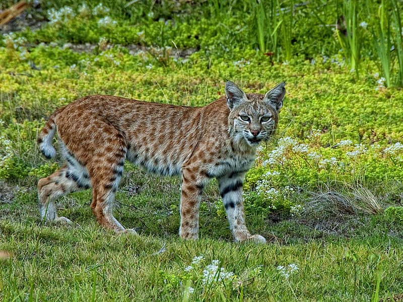 Neighborhood Panther Discovered to Be Bobcat
