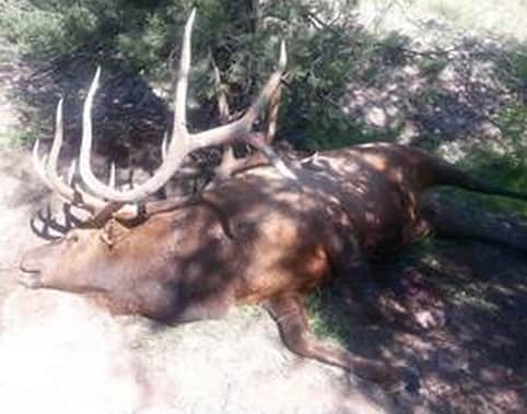 New Mexico Hunters Cry Foul after “World-class” Bull Elk Poached