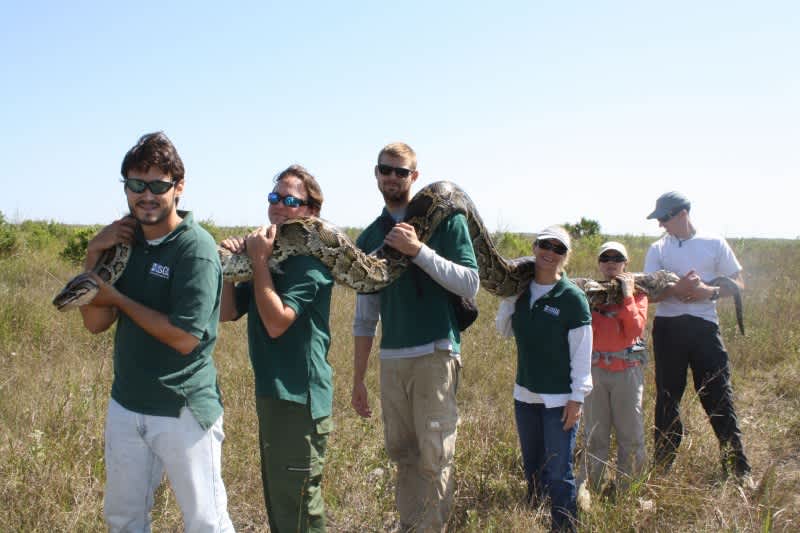 USDA to Trap Everglades Pythons with Special Cages