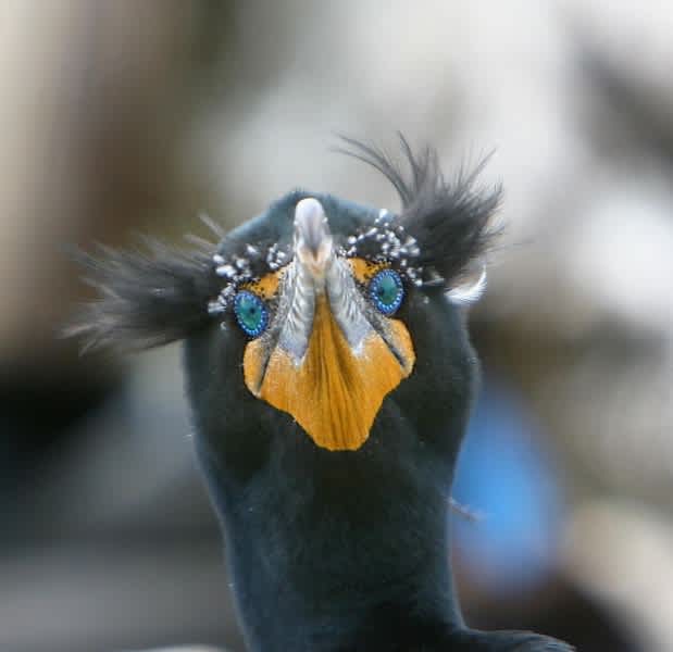 I Hate Cormorants
