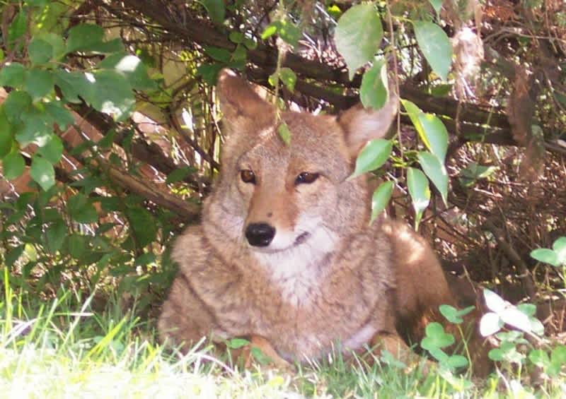 World’s Oldest Coyote Dies in Captivity