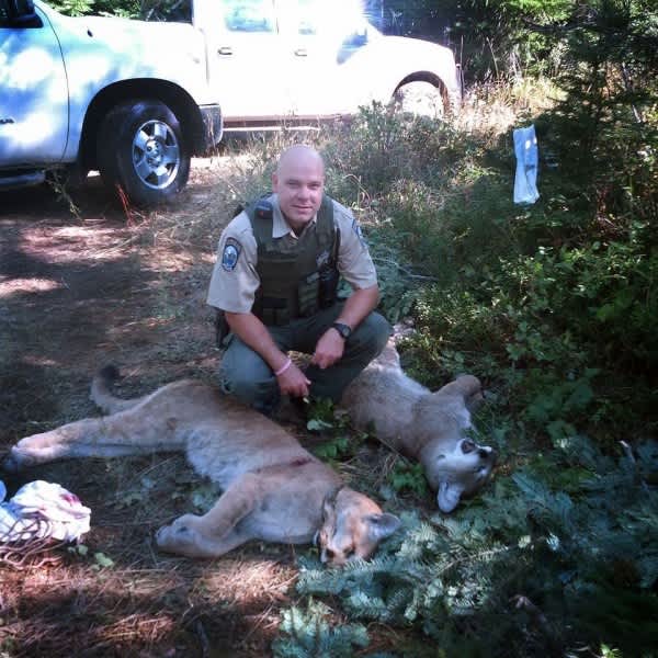 Washington Hunter Bags Two Cougars with One Arrow