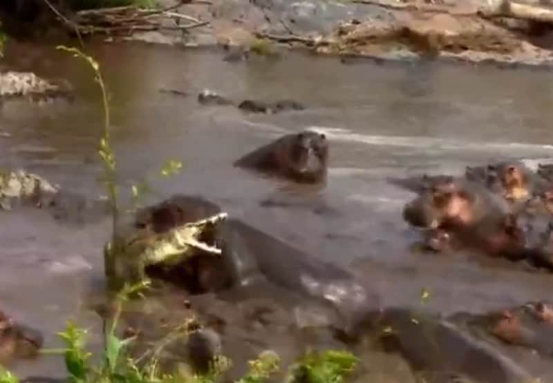 Video: World’s Luckiest Crocodile Escapes Angry Angry Hippos