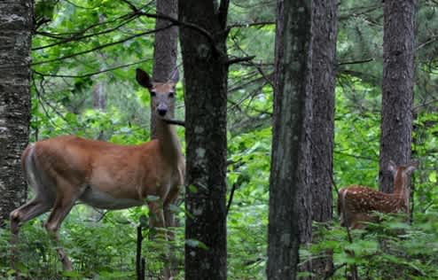 The Meat-eating Habits of Deer