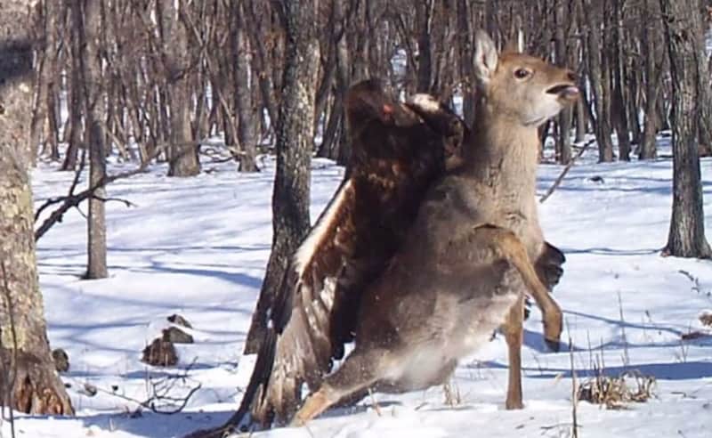 Photos of Golden Eagle Attacking Russian Deer a “First”
