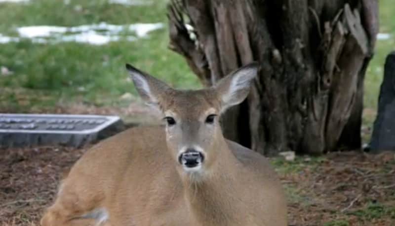 Kansas City Residents Outraged over Poaching of Popular Local Deer