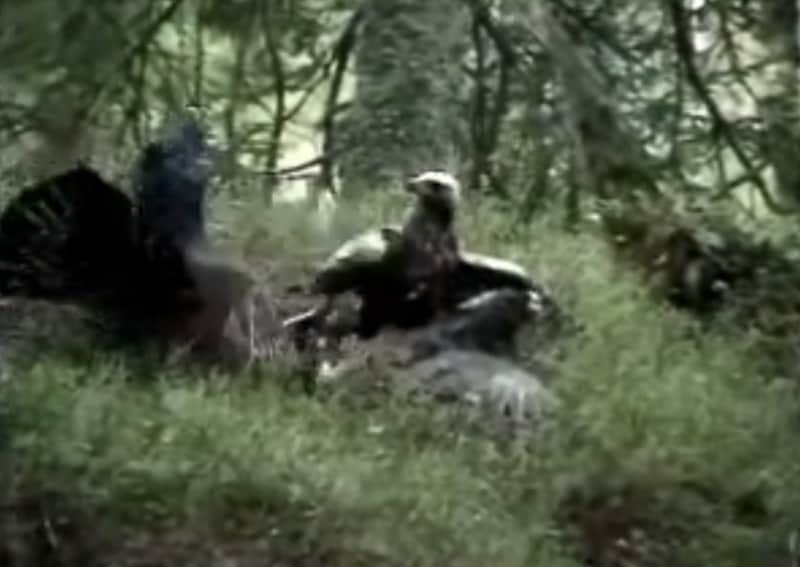 Video: Golden Eagle Takes Down Two Sparring Grouse