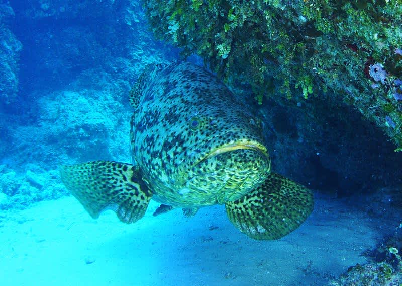 Florida Anglers See Influx of Goliath Grouper, Call for Harvest