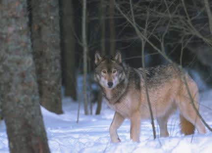 Hunting Dog Team Slain by Wolves in Michigan’s Upper Peninsula