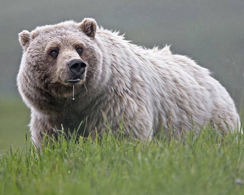 Hunters Save Their Own after Grizzly Hunt Goes Wrong