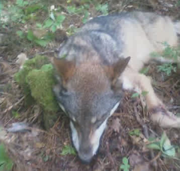 Tests Confirm Trapped Wolf’s Involvement in Attack on Minnesota Teen