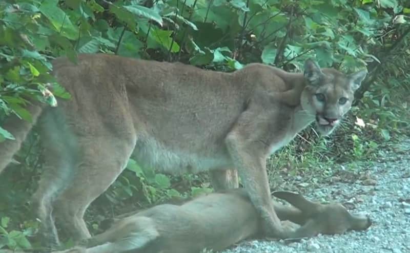 Video: Mountain Lion Caught Dragging Deer