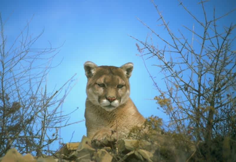 Sweeping Mountain Lion Protection Law Signed in California