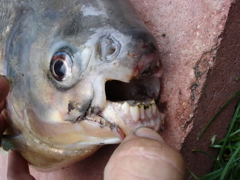 Pacu Fish Discovered in Europe