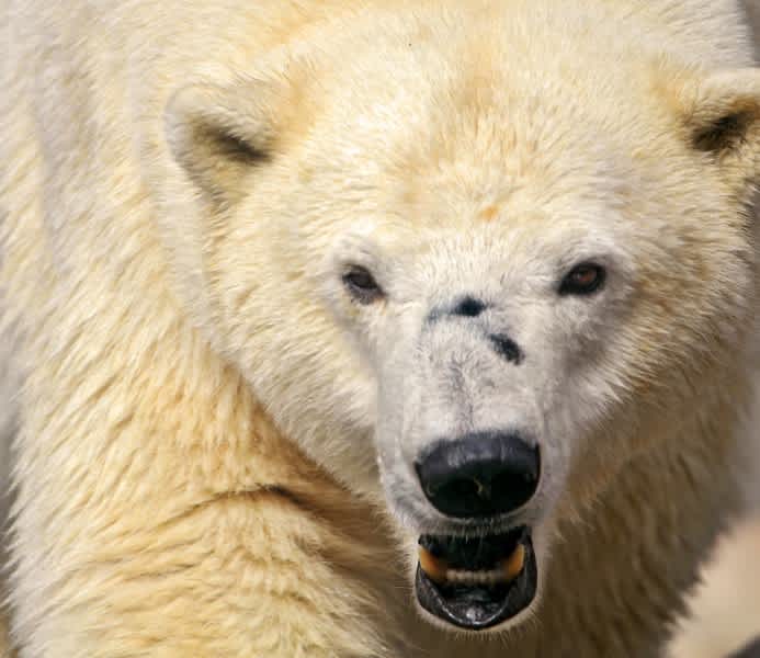 Canadian Man Fends Off Polar Bear with Cell Phone