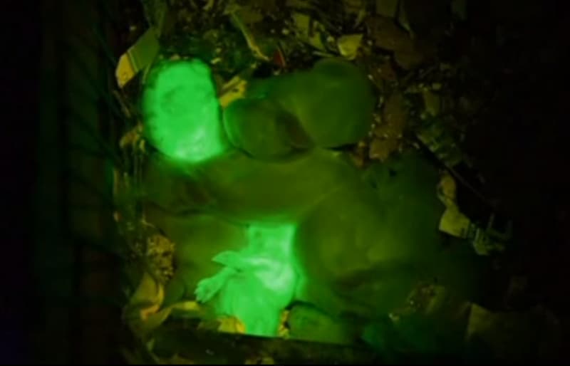 Video: Scientists Breed Glowing Rabbits from Jellyfish DNA