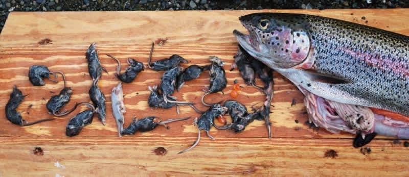 Alaskan Rainbow Trout Eats Nearly 20 Shrews