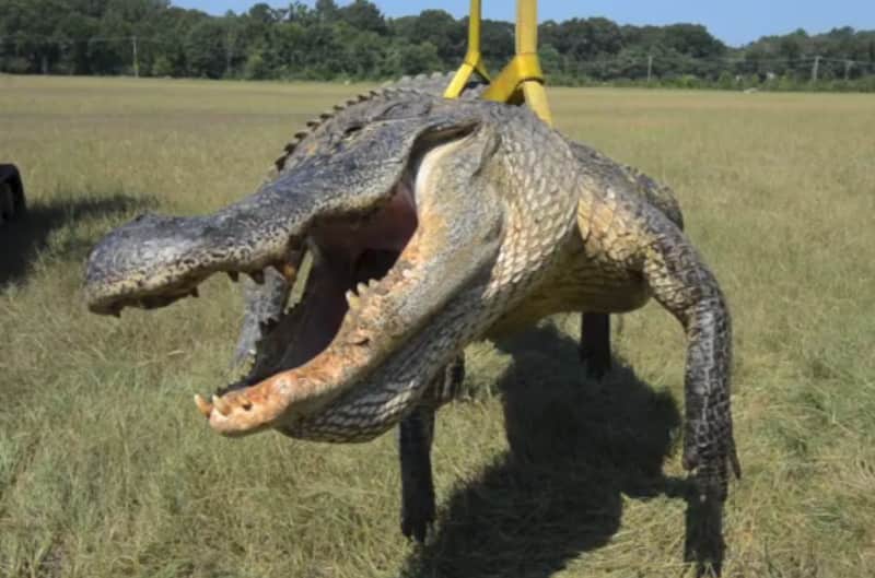 Mississippi Hunters Take Another Record Gator