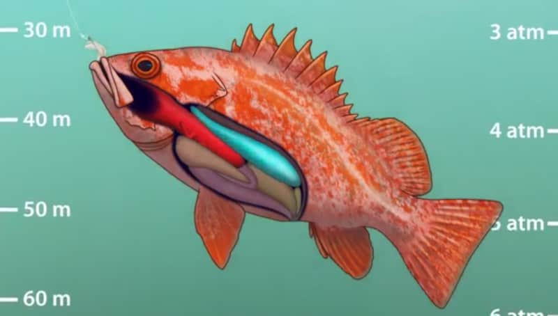 Video: How to Properly Release Rockfish