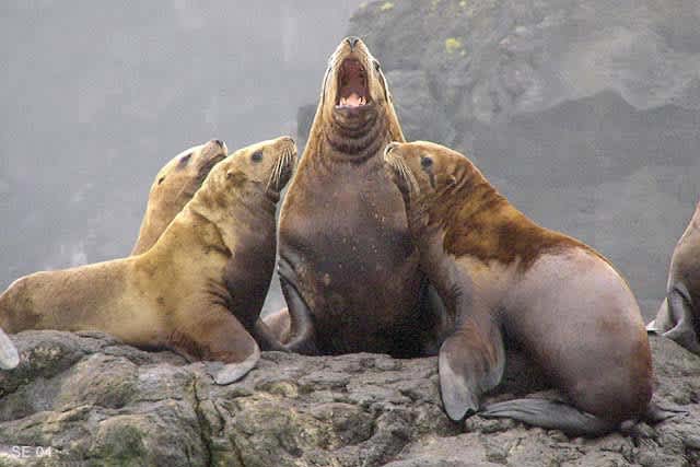 Washington Town’s Docks Guarded by Aggressive Sea Lions