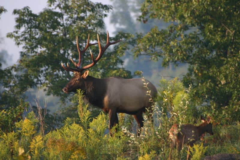 Kentucky 2013-14 Elk Season Opens with Archery Hunting for Bulls