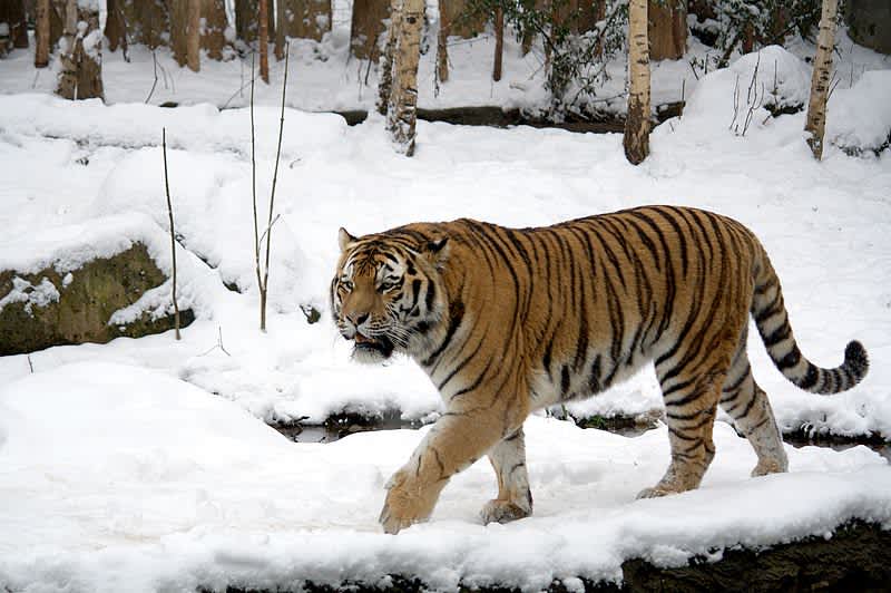 Tiger Study Proves Big Cats Evolved to Kill