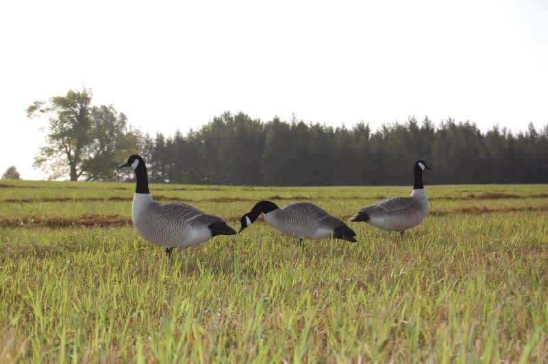 Picking the Right Decoy Spread
