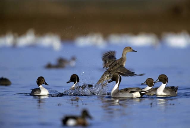 Utah’s 2013 Duck, Goose and Swan Hunt Starts Oct. 5