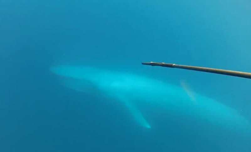 California Spear Fishermen Encounter Blue Whale