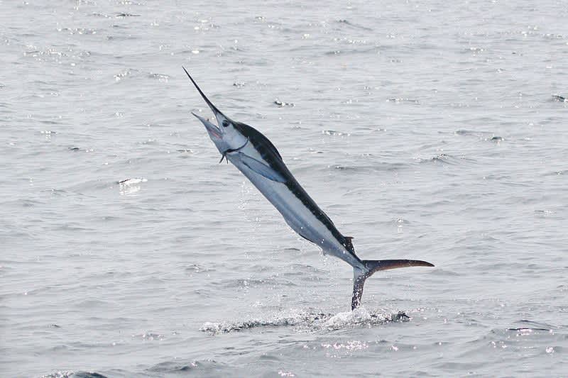 Virginia Family Catches 49 Marlin in One Day