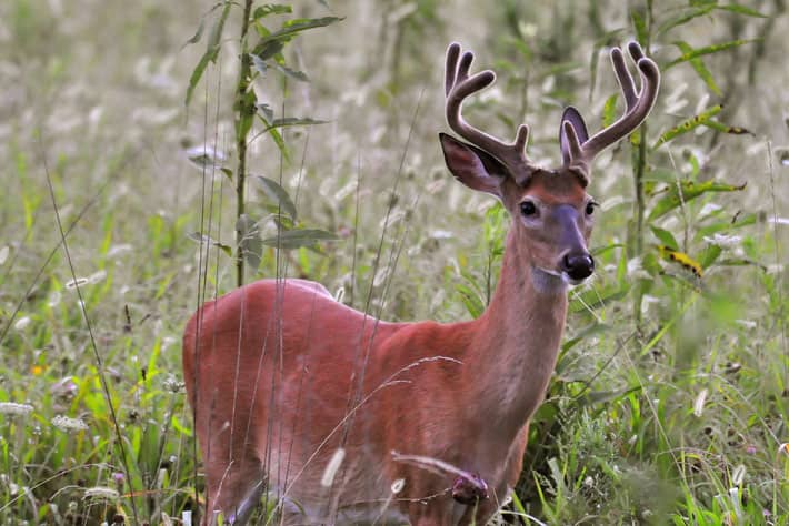Montana Officials Investigating Deaths of More Than 100 Whitetail Deer