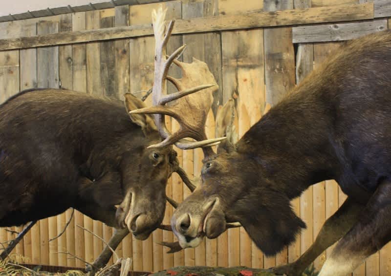 Antler-locked Moose Loaded with Awe