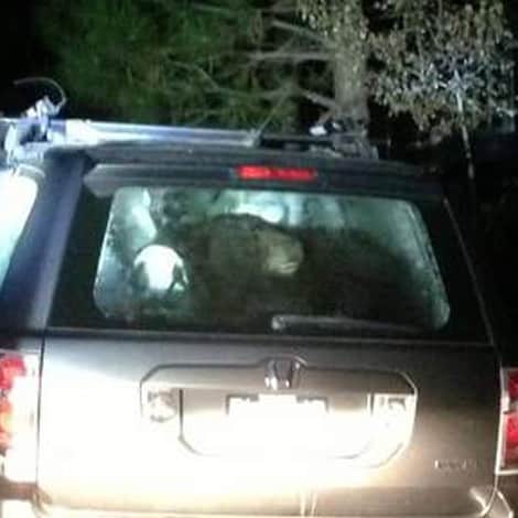 Video: Bear Traps Self in SUV